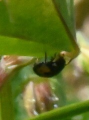 Ceratomegilla alpina