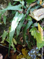 Asplenium rhizophyllum