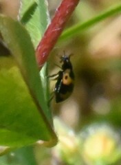 Ceratomegilla alpina