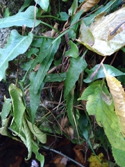 Asplenium rhizophyllum