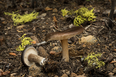 Melanoleuca angelesiana