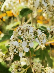 Montanoa tomentosa