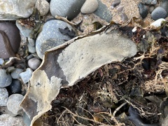 Membranipora membranacea