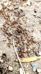 Tenuirostritermes