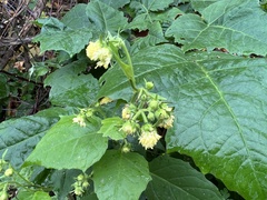 Polymnia canadensis