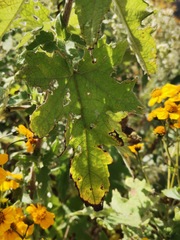 Montanoa tomentosa