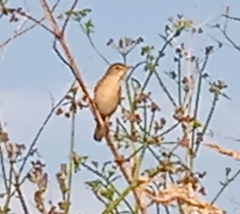 Acrocephalus palustris