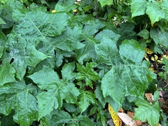 Polymnia canadensis