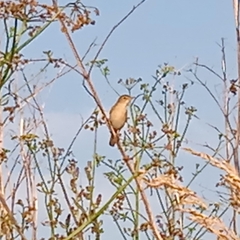Acrocephalus palustris