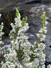 Erica leucanthera