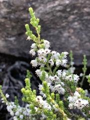 Erica leucanthera