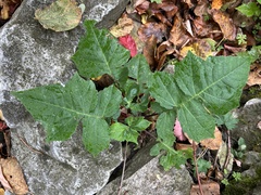 Polymnia canadensis