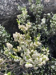 Erica leucanthera