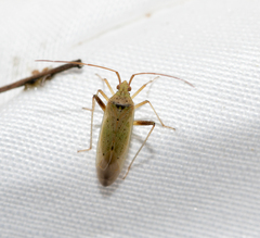 Creontiades pallidus