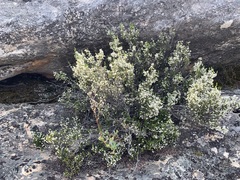 Erica leucanthera