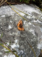Catacroptera cloanthe cloanthe