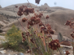 Eriogonum fasciculatum