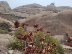 Eriogonum fasciculatum