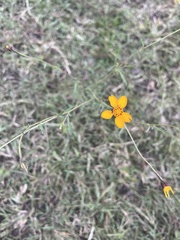 Dyssodia tagetiflora
