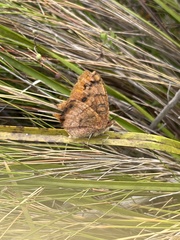Catacroptera cloanthe cloanthe