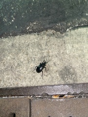 Carabina