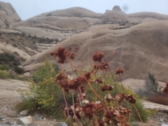 Eriogonum fasciculatum