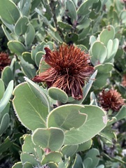 Protea punctata