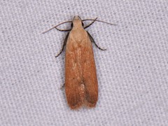 Anacampsis fullonella