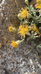 Ericameria cuneata