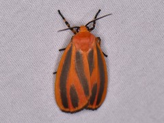 Hypoprepia miniata