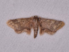 Idaea furciferata