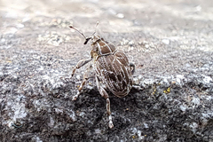 Mogulones geographicus