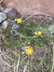 Thelesperma megapotamicum