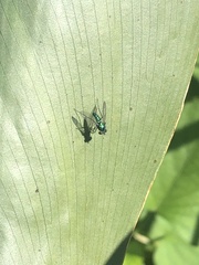 Condylostylus armipes