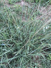 Bothriochloa laguroides
