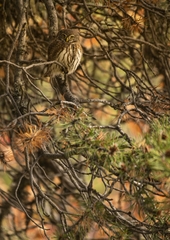 Glaucidium passerinum
