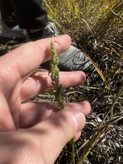 Spiranthes magnicamporum