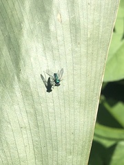 Condylostylus armipes
