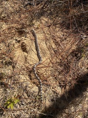 Pituophis melanoleucus mugitus