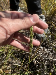Spiranthes magnicamporum