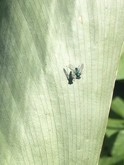 Condylostylus armipes