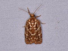 Choristoneura houstonana