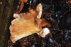 Tapinella panuoides