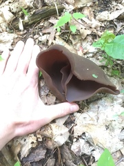 Phylloscypha phyllogena