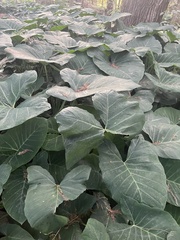 Xanthosoma
