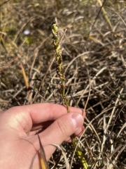 Spiranthes magnicamporum