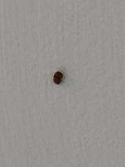 Bostrichoidea
