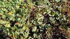 Euphorbia albomarginata