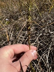 Spiranthes magnicamporum
