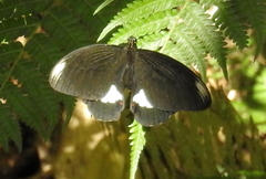 Papilio ambrax